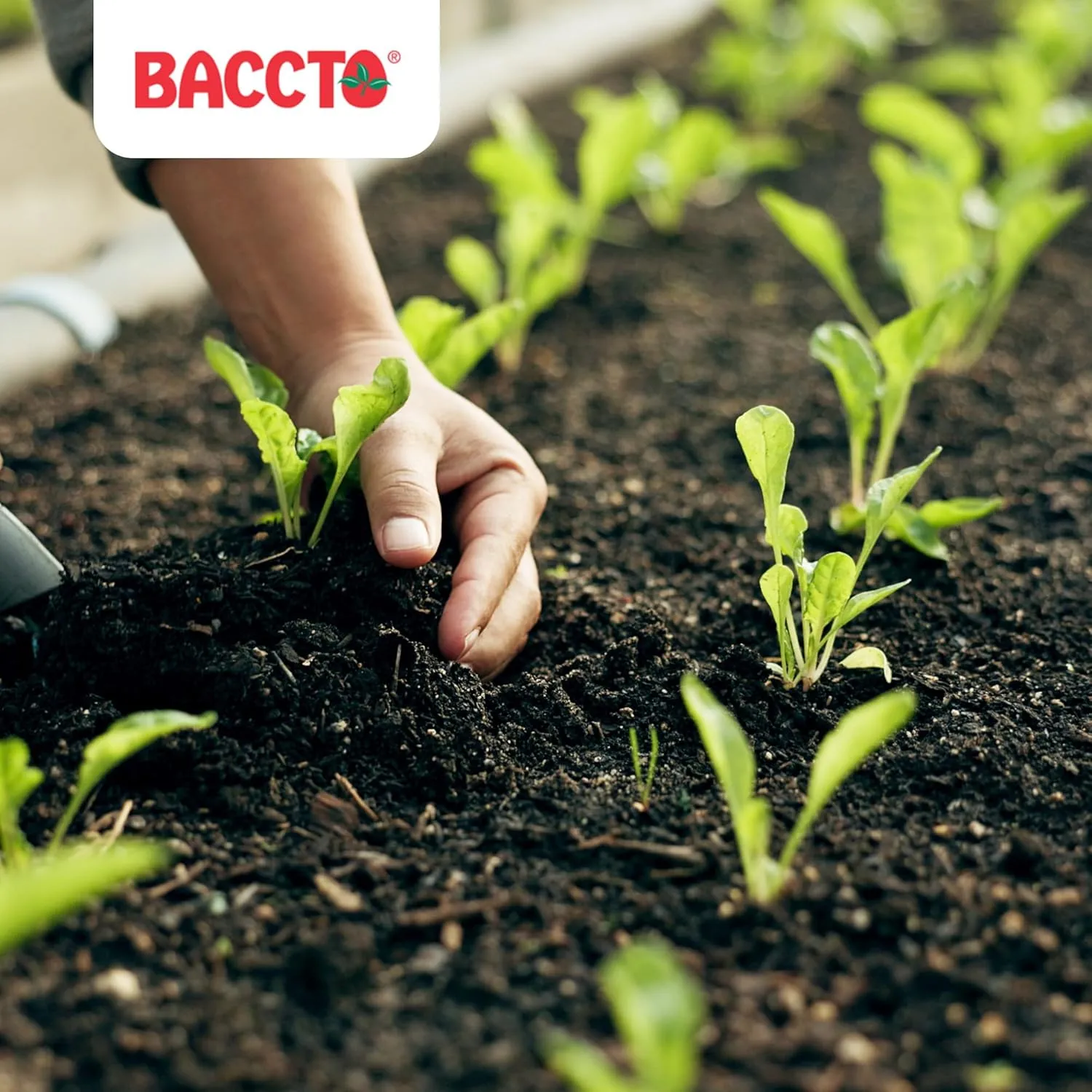 50 Pound Baccto Top Soil for Lawns, Gardens, and Raised Planting Beds with Reed Sedge, Peat, and Sand, (4 Pack)