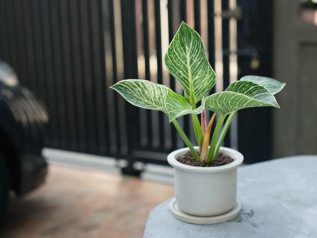 Philodendron Planting Medium - Enhance The Beauty of Your Indoor Jungle - 2 QUARTS