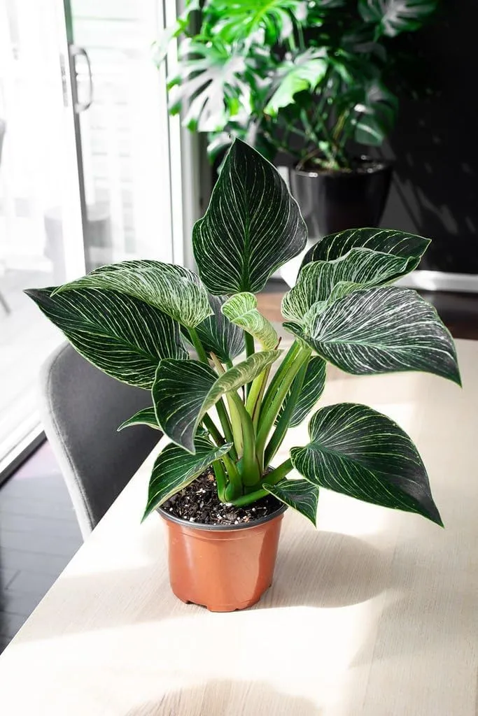 Philodendron Planting Medium - Enhance The Beauty of Your Indoor Jungle - 2 QUARTS