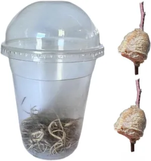 Praying Mantis Egg Cases with Container, Live Praying Mantis Ootheca, 2 Pack