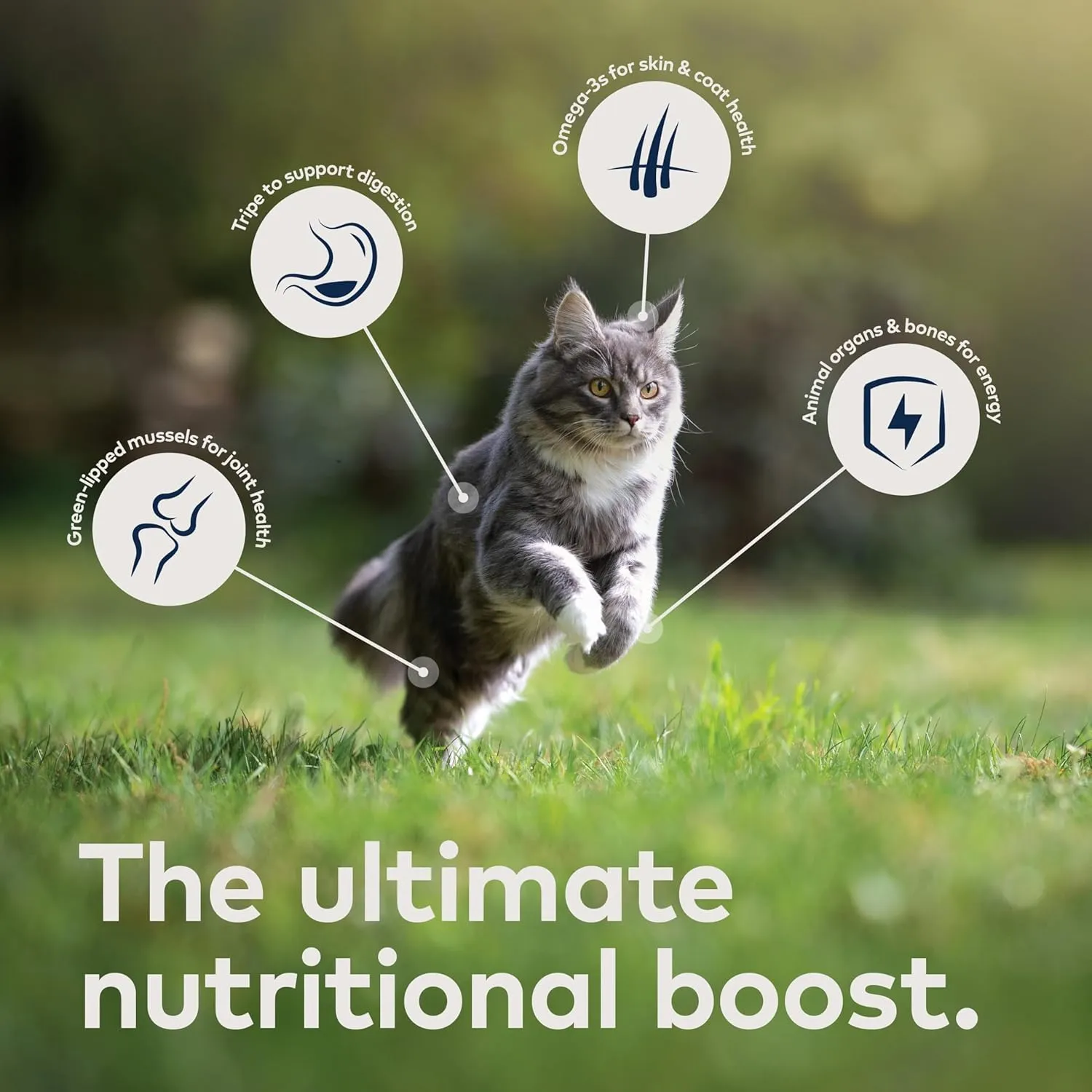 ZIWI Peak Canned Wet Cat Food – All Natural, High Protein, Grain Free, Limited Ingredient, with Superfoods (Rabbit & Lamb, Case of 12, 6.5oz Cans)