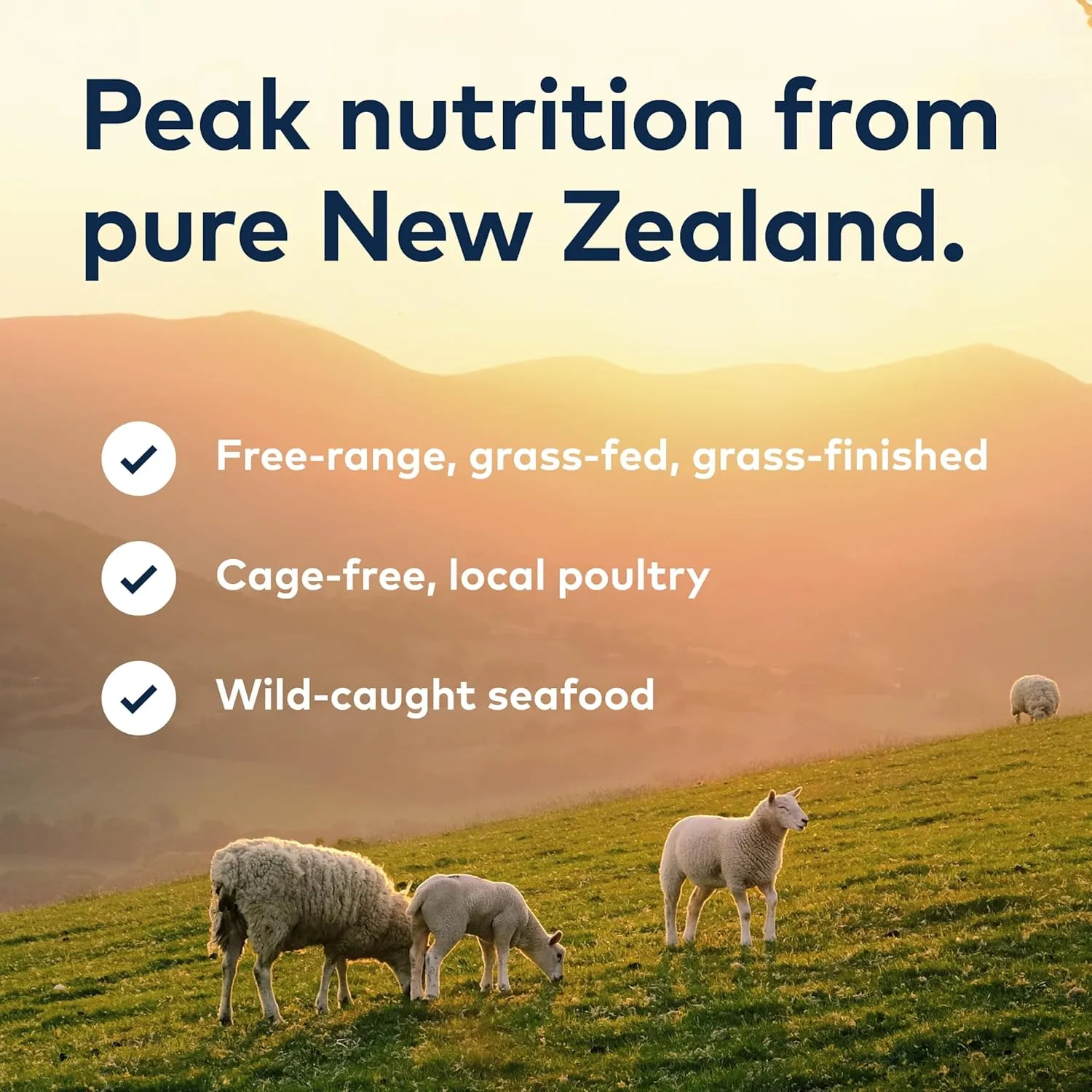 ZIWI Peak Canned Wet Cat Food – All Natural, High Protein, Grain Free, Limited Ingredient, with Superfoods (Rabbit & Lamb, Case of 12, 6.5oz Cans)